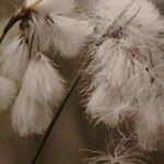 Eriophorum latifolium Květ