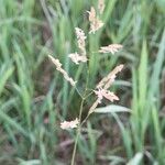 Leersia hexandra Blüte