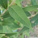 Vernonia baldwinii Leaf