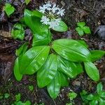 Clintonia umbellulata 葉