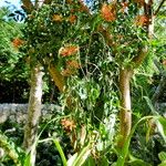 Erythrina americana Natur