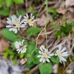 Hieracium albiflorum 花