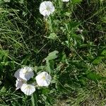 Convolvulus arvensisFlower