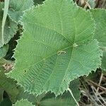 Grewia villosa Leaf