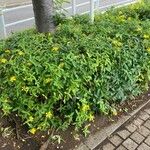 Hypericum monogynum Habitus
