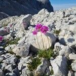 Armeria alpina Fleur