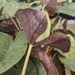 Alocasia wentii Leaf