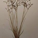 Juncus fernandez-carvajaliae Blatt