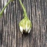 Symphyotrichum pilosum 花