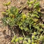 Pseudorlaya pumila ഫലം