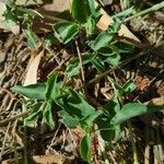 Commelina cyanea Hoja