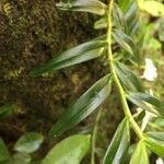 Angraecum ramosum List