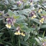 Nonea lutea Flower