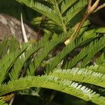 Vachellia cornigera Folio