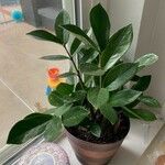 Zamioculcas zamiifoliaFuelha