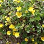 Potentilla brauneana Blomst