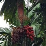 Areca vestiaria Fruit