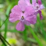 Viscaria vulgaris Flower