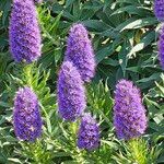 Echium candicans Blüte