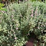 Phlomis purpurea Характер