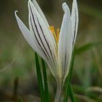 Crocus reticulatus 花