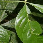 Angostura granulosa Hoja
