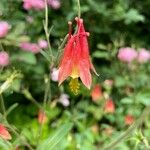 Aquilegia canadensisFlower