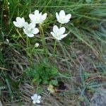 Parnassia palustris 整株植物