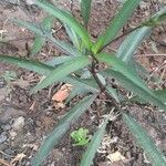 Ruellia simplex Feuille