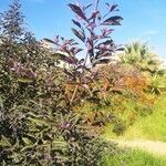 Vitex trifolia Blatt