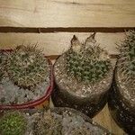 Mammillaria winteraeKabuk