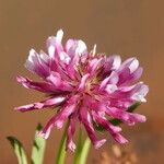Trifolium wormskioldii Virág