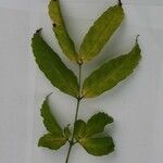 Leea guineensis अन्य