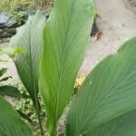 Curcuma longa Blad