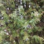 Juniperus communis Blad