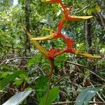 Heliconia richardiana List