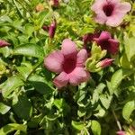 Allamanda blanchetii花