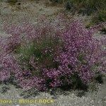 Limonium insigne Habit