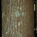 Swietenia mahagoni Кара