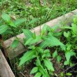 Polygonum persicariaLeaf