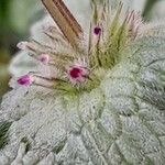 Lamium amplexicaule Çiçek