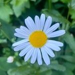 Leucanthemum ircutianum Flor