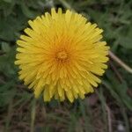 Taraxacum campylodes Fleur
