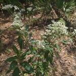 Eupatorium serotinumКвітка