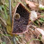 Aristolochia griffithii ᱛᱟᱦᱮᱸ