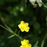 Ranunculus arvensis Blodyn