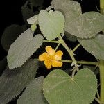 Abutilon hirtum आदत