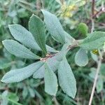 Myrica gale Blad