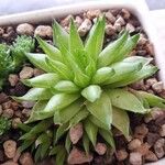 Haworthia cymbiformis Yaprak