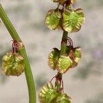 Rumex roseus Fruto